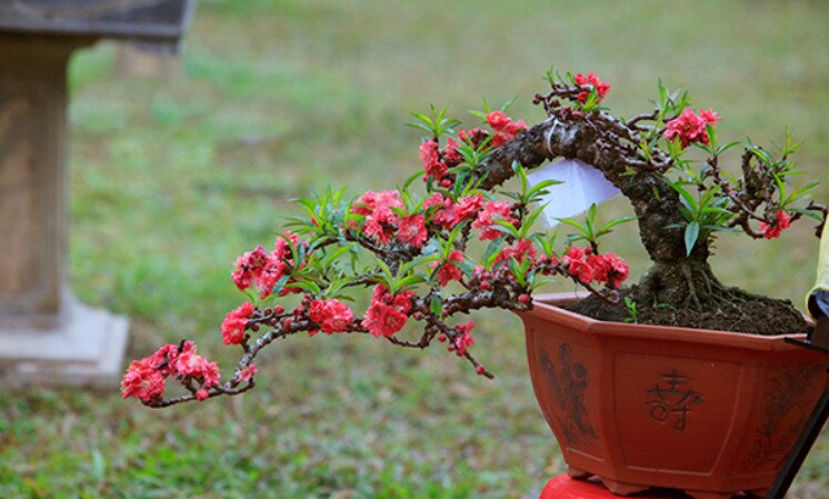 Lựa chọn cây phong thuỷ theo hướng nhà